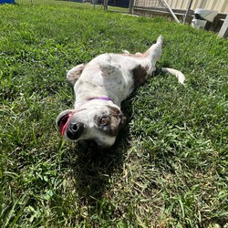 Russel/Jack Russell Terrier (Smooth)/Male/9 Years 4 Months,Hello there! My name is Russel, a 9-year-old Jack Russell Terrier with a smooth coat and a heart full of love.  I'm a spirited guy who enjoys moderate activity. I love taking leisurely walks, sniffing out new adventures, and spending quality time with my human companion. I'm in need of a home with someone who works average work hours, so we can have plenty of time together. I require an adult-only household as I prefer a calm environment.  While I'm a sociable chap, I can be selective about my doggy friends and prefer to be the only pet in the house. I promise to fill that space with joy and companionship! As for my behavior and training, I need someone experienced to guide me on this journey.  I am a smart and eager learner, and with the right person, I'm sure to flourish! Remember, I'm not just looking for a house, but a forever home where I can be a cherished member of the family. If you're an experienced dog lover who can provide me with a loving, pet-free home and is available for plenty of bonding time, then I think we could be the perfect match! Looking forward to meeting you soon. 