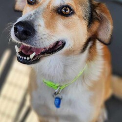 Bonito/Border Collie / Labrador Retriever/Male/3 Years 2 Months,Hi, I'm Bonito! I’m a 3-year-old working breed mix, and I’m on the lookout for a loving family to call my own. I may be a little shy at first, but with patience and understanding, I’ll become your loyal companion. Here’s a little about me and what I need from my new home:  I’m not a fan of sudden movements, and sometimes I prefer to avoid situations that make me nervous. I’d be happiest in a calm household with older children who understand that I may not always want to be petted. If you respect my boundaries, I’ll feel safe and comfortable with you. Giving me breaks between pats will help me feel safe, and soon I'm sure to be coming up to you for pats! I really enjoy spending time with people, and I can get a bit anxious when left alone. I’d love to be in a home where someone is around most of the day to engage with me and give me some mental stimulation. I’d benefit from activities like puzzle toys or training sessions that help me use my brain and settle in more easily. I can be a bit nervous around new people, and I tend to keep my distance until I get to know them. I might shy away at first, but once I feel comfortable, I’m loyal and loving. It’s important that my new family understands how to properly introduce me to new people and provides me with a safe space where I can retreat if I need a break. Mental Stimulation is My Thing: I’ve got an active mind, and I love engaging with my surroundings. I enjoy making good choices and figuring out puzzles. If you give me daily activities, like training or interactive toys, I’ll be a much happier and calmer dog. I’m not one to just chill by myself for long, so I’ll need someone who can keep me engaged. What I Need from You: A Calm and Predictable Environment: I do best when things are calm and predictable. I’m not a fan of being rushed or startled, so I’ll thrive in a peaceful, steady home where I know what to expect each day. Positive Training: I’m a smart boy, and I respond well to positive reinforcement training. Gentle, consistent methods work best for me, and I’ll learn quickly when I’m rewarded for making good choices. I want to build trust with you, and training together will help us bond. Patience and Respect: I may take some time to warm up to you, but once I trust you, I’ll be your loyal friend. I need a family that’s patient with me and respects my pace. With time, I’ll show you the loving side of me that I keep hidden while I’m adjusting to my new home. If you think you can provide me with a calm, understanding, and engaging environment, I might just be the perfect companion for you. I’m ready to find a home where I can feel safe, loved, and part of the family. Could that be with you? Recommendations: