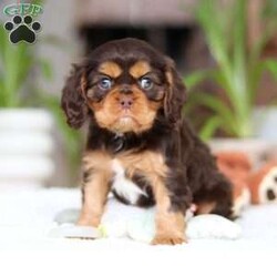 Isabelle/Cavalier King Charles Spaniel									Puppy/Female														/9 Weeks,Meet Isabelle, a stunning Cavalier King Charles Spaniel with a heart as big as her beautiful brown eyes! Isabelle’s exuberant personality is sure to light up your days—she’s full of energy, charm, and a love for life that’s absolutely contagious. Whether she’s playfully bounding around the yard or snuggling up for some quiet time, Isabelle’ s favorite thing in the world is to share her affection. Be prepared for lots of sweet puppy kisses and endless tail wags! This little guy thrives on love and attention and is ready to bring boundless joy to a family that will cherish her lively spirit and cuddly nature.