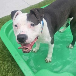Ollie/Staffordshire Bull Terrier/Male/1 Year 7 Months,Hi there! I’m Ollie, a spirited 1 year old Staffy with a heart full of love and energy. I’m a playful, affectionate boy who absolutely adores attention and cuddles, but I do have some quirks that you should know about. I’m quite boisterous, which means I might get a bit wriggly and jumpy when you give me pats, love and attention. I’m learning that it’s okay to move away when I need a break, and I’d really appreciate it if you respect that. I’d prefer to be in a home with no children under 12, as I can become a bit over-excited and need space to calm down when I’ve had enough petting. When it comes to other dogs, I have a tendency to stare at them as I'm still learning what other doggy friends mean. Because of this, I’d need to be the only dog in the household to keep things harmonious. As a Staffy, I’m full of energy and love to play, so I’ll need plenty of mental and physical stimulation to keep me happy and healthy. Regular exercise, engaging toys, and some good old-fashioned fun and training will make my tail wag with joy! Despite my quirks, I’m a sweet boy who thrives on love and positive interactions. If you’re looking for a loyal companion who’ll bring a lot of affection and a bit of excitement into your life, I’m your guy! If I sound like the pawfect boy for you, please come and meet me at the shelter! Lots of love, Ollie xxx 