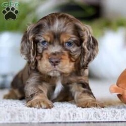 Wilbur/Cocker Spaniel									Puppy/Male																/8 Weeks,Wilbur is the definition of “pawsitively” delightful! He has the sweetest little face of a  ACA Cocker Spaniel, always ready to brighten your day with his playful antics. This little guy is incredibly affectionate and loves snuggles, making him the perfect cuddle buddy. With bright eyes that sparkle with warmth and mischief, Wilbur is always eager to go on a new adventure or settle in by your side for a cozy afternoon nap. Whether he’s showing off his quick learning abilities during training sessions or showering you with licks and tail wags, His joyful spirit and gentle demeanor make him an irresistible addition to any loving home. His friendly nature, boundless energy, and charming personality will keep you entertained, while his sweet loyalty will warm your heart.