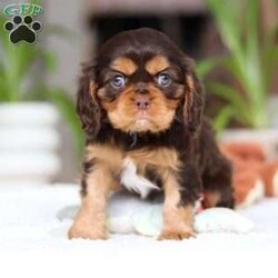 Isabelle/Cavalier King Charles Spaniel									Puppy/Female														/9 Weeks,Meet Isabelle, a stunning Cavalier King Charles Spaniel with a heart as big as her beautiful brown eyes! Isabelle’s exuberant personality is sure to light up your days—she’s full of energy, charm, and a love for life that’s absolutely contagious. Whether she’s playfully bounding around the yard or snuggling up for some quiet time, Isabelle’ s favorite thing in the world is to share her affection. Be prepared for lots of sweet puppy kisses and endless tail wags! This little guy thrives on love and attention and is ready to bring boundless joy to a family that will cherish her lively spirit and cuddly nature.