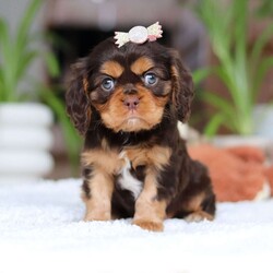 Isabelle/Cavalier King Charles Spaniel									Puppy/Female														/9 Weeks,Meet Isabelle, a stunning Cavalier King Charles Spaniel with a heart as big as her beautiful brown eyes! Isabelle’s exuberant personality is sure to light up your days—she’s full of energy, charm, and a love for life that’s absolutely contagious. Whether she’s playfully bounding around the yard or snuggling up for some quiet time, Isabelle’ s favorite thing in the world is to share her affection. Be prepared for lots of sweet puppy kisses and endless tail wags! This little guy thrives on love and attention and is ready to bring boundless joy to a family that will cherish her lively spirit and cuddly nature.