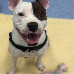Adopt a dog:Ned/Staffordshire Bull Terrier/Male/5 Years 9 Months,Hello there, I'm Ned, a handsome 5-year-old Staffordshire Bull Terrier. With my moderate lifestyle, I fit beautifully with someone who has average work hours. I love learning new things about life every day, it keeps my mind sharp and my tail wagging. I'm a bit picky when it comes to my canine friends, so it's best if we avoid off-leash dog parks. But don't worry, I promise to fill your life with joy and companionship. I prefer a home with humans who are 12 years or older, I have no known problems with other animals, but I'd need a careful introduction, just like any gentleman. I'm looking for a loving home and a lifelong friend who will keep me company, teach me new things, and love me unconditionally. If you think we could be a perfect match, come meet me! I can't wait to start our adventures together. Requirements: