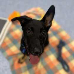 Basil/German Shepherd Dog/Male/5 Months,Hello there, I'm Basil! I'm a male German Shepherd Dog, full of energy and life! I'm looking for a forever home with someone who understands my breed and can provide me with the lifestyle I need. I have a high energy level, being a working breed, so I need a family who can keep up with my active life. I'm still young and learning about the world, which I can find a bit scary at times, so I need daily opportunities to learn and grow into a more resilient and confident boy. I'd do best in a home with someone who works average work hours. When you are at work, I would love to have plenty of enrichment to stimulate my big brain and after you get home would enjoy training and socializing. I'm a one-dog kind of dog, so I'd prefer a home where I can be the only canine star. I am not a pup who is going to be able to brave an off-lead area, as I become overwhelmed quickly when seeing other dogs. I haven't lived with other animals before and would need slow introductions and socialisation before spending time with them unsupervised. I would thrive in a home with older family members who have experience with large breeds as I may grow to be a big boy. I need a guardian who has experience with my breed and is prepared for a lively and loving companion like me. Requirements: ﻿**If you are interested is giving this wonderful pet a home, please visit our website and complete an expression of interest  . I can't wait to meet you and start our adventure together! Love and wiggle butt, Basil. Adoption Fee: $620