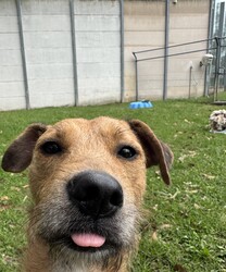 Heather/Irish Wolfhound/Female/1 Year 8 Months,Hi there, my name is Heather! I’m a sweet little Irish Wolfhound, and while I might be small for my breed, I’ve got a big heart and plenty of love to give. I’m still learning about this big, wide world, and it can be a little overwhelming at times. I’m a bit anxious in new spaces and situations, but with patience, I can grow more comfortable over time. It’s all a bit much for me right now, but I’m slowly learning to trust and feel at ease as I settle into new environments. I’m clever and I love to learn, especially when there’s food involved (I really, really love food!). I already know how to sit and drop, and I’m keen to learn more tricks, too. I’m looking for someone who can help me keep growing by using positive reinforcement and lots of patience, because I’m still figuring out how to trust everything and everyone around me. It would mean a lot to me if you’re the kind of person who can take things slow and let our bond grow naturally. I can be a bit unsure of new people at first, but once I feel safe, I promise I’ll show you just how sweet and cheeky I can be. I enjoy having my own quiet space, especially with a nice chew to keep me busy. It helps me feel more comfortable and relaxed, especially when things get a little overwhelming. I’m looking for an experienced owner who understands that I might need some time to fully open up, but I know with patience and care, we’ll build a wonderful relationship. If you’re someone who can take your time with me, help me continue learning, and appreciate all the sweetness I have to offer, then maybe I’m the one you’ve been looking for. I can’t wait to meet you and start our journey together! Please fill out this   or contact our shelter directly at 0477 064 192, or email us at barc@rspcansw.org.au. Recommendations: