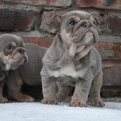 Quality English bulldogs /English Bulldog/1 male / 3 female/11 weeks, 2 days,Pleased to announce the birth of my amazing English bulldogs I couldn’t be more pleased with the way they have turned out mum is lilac & tan granddaughter of sonny Santino the boss posherbulls lines Dad is lilac & tan out of house stud Maverick planetbulls lines photos attached on advert. Puppy’s was born on 18th November and will be ready to leave mum at 8 weeks old 12th January pups are fully weaned from mum they have been socialised with children of all ages and dogs of all sizes with no issues at all very outgoing and playful. Puppy’s will leave mum with the following 

1st vaccination 
Microchipped 
Full health check clear with document 
KC paper work 
5 weeks free insurance 
Wormed from 2 weeks old 
Food 
Toys 
Blanket 
Puppy pack 

1 male puppy £2750
1 female puppy £3500
1 female £3750
1 female £3750

Please feel free to message me for more videos , information , photos of the puppy’s if needed.

5* homes only 

We are 5* licensed breeders by LCC with over 15 years experience.

Instagram bettyskennels 
Facebook bettys kennels 

Viewings welcome no time wasters please house is fully secured with cctv and guard dogs.