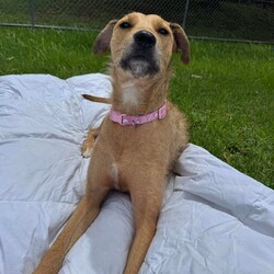 Heather/Irish Wolfhound/Female/1 Year 8 Months,Hi there, my name is Heather! I’m a sweet little Irish Wolfhound, and while I might be small for my breed, I’ve got a big heart and plenty of love to give. I’m still learning about this big, wide world, and it can be a little overwhelming at times. I’m a bit anxious in new spaces and situations, but with patience, I can grow more comfortable over time. It’s all a bit much for me right now, but I’m slowly learning to trust and feel at ease as I settle into new environments. I’m clever and I love to learn, especially when there’s food involved (I really, really love food!). I already know how to sit and drop, and I’m keen to learn more tricks, too. I’m looking for someone who can help me keep growing by using positive reinforcement and lots of patience, because I’m still figuring out how to trust everything and everyone around me. It would mean a lot to me if you’re the kind of person who can take things slow and let our bond grow naturally. I can be a bit unsure of new people at first, but once I feel safe, I promise I’ll show you just how sweet and cheeky I can be. I enjoy having my own quiet space, especially with a nice chew to keep me busy. It helps me feel more comfortable and relaxed, especially when things get a little overwhelming. I’m looking for an experienced owner who understands that I might need some time to fully open up, but I know with patience and care, we’ll build a wonderful relationship. If you’re someone who can take your time with me, help me continue learning, and appreciate all the sweetness I have to offer, then maybe I’m the one you’ve been looking for. I can’t wait to meet you and start our journey together! Please fill out this   or contact our shelter directly at 0477 064 192, or email us at barc@rspcansw.org.au. Recommendations: