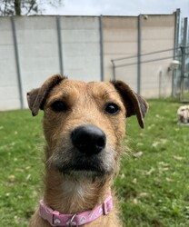 Heather/Irish Wolfhound/Female/1 Year 8 Months,Hi there, my name is Heather! I’m a sweet little Irish Wolfhound, and while I might be small for my breed, I’ve got a big heart and plenty of love to give. I’m still learning about this big, wide world, and it can be a little overwhelming at times. I’m a bit anxious in new spaces and situations, but with patience, I can grow more comfortable over time. It’s all a bit much for me right now, but I’m slowly learning to trust and feel at ease as I settle into new environments. I’m clever and I love to learn, especially when there’s food involved (I really, really love food!). I already know how to sit and drop, and I’m keen to learn more tricks, too. I’m looking for someone who can help me keep growing by using positive reinforcement and lots of patience, because I’m still figuring out how to trust everything and everyone around me. It would mean a lot to me if you’re the kind of person who can take things slow and let our bond grow naturally. I can be a bit unsure of new people at first, but once I feel safe, I promise I’ll show you just how sweet and cheeky I can be. I enjoy having my own quiet space, especially with a nice chew to keep me busy. It helps me feel more comfortable and relaxed, especially when things get a little overwhelming. I’m looking for an experienced owner who understands that I might need some time to fully open up, but I know with patience and care, we’ll build a wonderful relationship. If you’re someone who can take your time with me, help me continue learning, and appreciate all the sweetness I have to offer, then maybe I’m the one you’ve been looking for. I can’t wait to meet you and start our journey together! Please fill out this   or contact our shelter directly at 0477 064 192, or email us at barc@rspcansw.org.au. Recommendations: