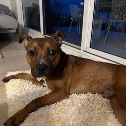 Adopt a dog:Dash/American Staffordshire Terrier/Male/1 Year 1 Month,Everybody needs a Dash of spice in their life, let me tell you a bit about me….. My name is Dash, and I’m a sweet Staffy cross just looking for an awesome home. If your still reading this then you want to know more. I would soooo like to find my forever home. I am currently been looked after in a  Foster home. During my time with them they have bought out my best attributes!  I’m a well-behaved boy, have settled into a great routine of lazing out the back yard following the sun, going on my daily walks and hanging out with the kids. When people come over to visit I am such a good boy and meet them appropriately infact I have the front yard to myself and I let everyone in…..  My favourite things to do are hang out in my pool, I'm so lucky my Foster Family bought me a blow up one and I spend my time doing laps.  I enjoy playing fetch, hanging out with the kids as I am so gentle and patient with them, enjoy a game of tug.  My foster family have said 
