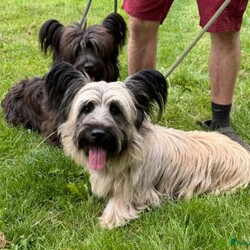 Rare KC Health Test Skye Terrier Champion lines/Skye Terrier/3 male / 4 female/5 weeks, 1 day,*Only 2 beautiful boys still available for Reservation*
We are delighted to welcome 7 beautiful chunky home bred Health tested Skye terrier puppies into the world.
The puppies were born in the heart of our country home ( not kennels) and we stayed  with mum before, during and after birth to make sure that she had any help and support that she needed . She proved to be a wonderful natural mother and all 7 puppies are strong and Healthy and feeding well.
Both mum and dad of the litter are owned by us and live as pets first in our home . Both have been DNA health tested for genetic diseases and dad also has a CLEAR kidney scan. They have the sweetest, most loyal and kind temperaments. Both parents have amazing International championship pedigrees with European, Scandinavian Irish and USA champions in their lines. The puppies have a low Coi of 4.1% which is great for such a rare breed as the Skye Terrier where it is important to keep inbreeding to a minimum.
The Skye terrier breed is tragically listed as one of Britains most endangered breeds. They are an eye catching beautiful looking terrier with their distinctive coat and amazing Bat ears giving them their wonderful unique look. The breed is noted for its kind nature and devotion to its humans with the  famous story of Greyfriars Bobby highlighting that devotion by becoming famous for being adopted by the city after lying every night for 14 years on his masters grave in Edinburgh Scotland.
We ourselves are 5 star licensed home breeders both vet and council inspected.All our dogs live in our home alongside us and have 4 acres of secure grounds to explore. 
The puppies have been handled from birth and will be used to other dogs, everyday household noises. They will have walked on different surfaces, will be used to grooming and will have been regularly wormed from 2 weeks old and treated for parasites from 4 weeks old.
Puppies leave us with KC registration ( endorsed unless discussed) First vaccination, vet check, extensive puppy pack, breed book, food, document folder, 5 weeks  Insurance and microchip.
If you feel that you have the time and love to give and could offer one of these very special  rare breed puppies a long term loving indoor home please get in contact to discuss. Viewings are available from 5 weeks old where  mum and dad and all siblings can be met x 
Please no full time workers unless you work from home and no children under 5 unless an experienced dog home.

We have available- 

Boy - green collar ( held)
Boy - blue collar
Boy - yellow collar

Girl - red collar(reserved )
Girl - pink collar ( reserved)
Girl - purple collar( reserved) 
Girl - lilac collar  ( reserved)
