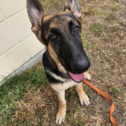 Parsley/German Shepherd Dog/Male/5 Months,Hello there, I'm Parsley! I'm a male German Shepherd Dog, full of energy and life! I'm looking for a forever home with someone who understands my breed and can provide me with the lifestyle I need. I have a high energy level, being a working breed, so I need a family who can keep up with my active life. I'm still young and learning about the world, which I can find a bit scary at times, so I need daily opportunities to learn and grow into a more resilient and confident boy. I'd do best in a home with someone who works average work hours. When you are at work, I would love to have plenty of enrichment to stimulate my big brain and after you get home would enjoy training and socializing. I'm a one-dog kind of dog, so I'd prefer a home where I can be the only canine star. I am not a pup who is going to be able to brave an off-lead area, as I become overwhelmed quickly when seeing other dogs. I haven't lived with other animals before and would need slow introductions and socialisation before spending time with them unsupervised. I would thrive in a home with older family members who have experience with large breeds as I may grow to be a big boy. I need a guardian who has experience with my breed and is prepared for a lively and loving companion like me. Requirements: ﻿**If you are interested is giving this wonderful pet a home, please visit our website and complete an expression of interest https:\//www.rspcansw.org.au/what-we-do/adoptions/exceptional-owners/ I can't wait to meet you and start our adventure together! Love and wiggle butt, Parsley. Adoption Fee: $620