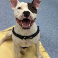 Adopt a dog:Ned/Staffordshire Bull Terrier/Male/5 Years 9 Months,Hello there, I'm Ned, a handsome 5-year-old Staffordshire Bull Terrier. With my moderate lifestyle, I fit beautifully with someone who has average work hours. I love learning new things about life every day, it keeps my mind sharp and my tail wagging. I'm a bit picky when it comes to my canine friends, so it's best if we avoid off-leash dog parks. But don't worry, I promise to fill your life with joy and companionship. I prefer a home with humans who are 12 years or older, I have no known problems with other animals, but I'd need a careful introduction, just like any gentleman. I'm looking for a loving home and a lifelong friend who will keep me company, teach me new things, and love me unconditionally. If you think we could be a perfect match, come meet me! I can't wait to start our adventures together. Requirements: