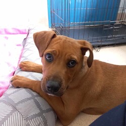 Adopt a dog:Marlon/Staffordshire Bull Terrier/Male/5 Months,Hi there, My name is Marlon and I am a sweet young boy finally on the look out for my forever home! Could this be with you? I am a really smart puppy and I am really food motivated, which makes me easy to train. I pick things up really quickly – I already know how to sit and will go to my bed without you asking me to. I have also started to pick up toilet training and often go to the toilet on the grass! I would love a family who has the time to put a bit of effort into helping me become the best dog I can be. I would love a family to give me a routine such as play, eat, sleep as this will create some predictability for me, which is really important for puppies! Did you know that puppies need around 16-20 hours of sleep a day? This will help me regulate my emotions so that I am able to settle and learn more effectively. Similar to people, puppies need ways to help them relax and decompress. People may take a bath or go for a walk to help them relax after a stressful day. Puppies need opportunities to chew, lick and sniff. My favourite way to decompress is through a licki mat or chewing on a pigs ear, toy or bulli stick. When I am in the office the staff will be at their desks and I will chew my pigs ear in my bed next to them really nicely. I just love to be around people.