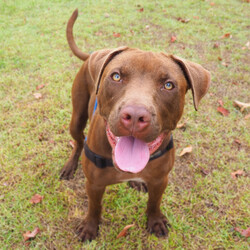 Darnell/Staffordshire Bull Terrier / Rhodesian Ridgeback/Male/8 Months,Hi, I'm Darnell! Let me tell you, I'm the cutest puppy around these parts! I have a lovely squishy wrinkly face that you will just fall in love with, the handlers at the shelter think I'm an absolute delight! I'm full of puppy love ready to take on the world and find a loving family I can call my very own. Ideally, I'd love a big secure yard to play with my toys in, cozy warm sleeping spots, lots of delicious food to keep me growing big and strong, and lots of attention and silly games to keep me busy! If you are ready for a whirlwind of cuteness, come and see me, I bet you will fall in love within seconds! I didn't have the best start to life and I find life quite overwhelming, so I'm on some special medication that helps with that. You will need to have a conversation with my vets before being able to adopt me. If you'd like to meet me, please call the Coffs Harbour shelter today! You will need to bring down all members of the household as well as any dogs when you come to meet me. XX Darnell