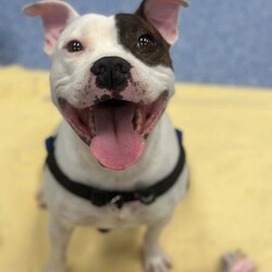 Adopt a dog:Ned/Staffordshire Bull Terrier/Male/5 Years 9 Months,Hello there, I'm Ned, a handsome 5-year-old Staffordshire Bull Terrier. With my moderate lifestyle, I fit beautifully with someone who has average work hours. I love learning new things about life every day, it keeps my mind sharp and my tail wagging. I'm a bit picky when it comes to my canine friends, so it's best if we avoid off-leash dog parks. But don't worry, I promise to fill your life with joy and companionship. I prefer a home with humans who are 12 years or older, I have no known problems with other animals, but I'd need a careful introduction, just like any gentleman. I'm looking for a loving home and a lifelong friend who will keep me company, teach me new things, and love me unconditionally. If you think we could be a perfect match, come meet me! I can't wait to start our adventures together. Requirements: