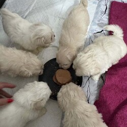 Bichon frise /Bichon Frise/Female/8 weeks,Pure bichon puppies, born on the 14th of December. 4 boys and 2 girls available in RM9 - Dagenham. Ready to go to anytime, they are pad trained, eating wet food and milk, drinking water on their own. Viewings are available. 