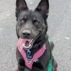 Freya/Siberian Husky / Australian Kelpie/Female/2 Years,Hello there, I'm Freya, a young spritely Siberian Husky cross ! I'm a sweet gal, full of energy, and I'm looking for a loving forever home. I need someone around most of the time because I love company and I'm still learning about life. Can you be my teacher? I promise I'm a quick study! I can be selective about my canine companions so you will need to bring any existing dogs along to meet me. I have previously lived in a home with older children who I LOVED to play with, so if you have older kids in the home that's perfect for me! I require a home with secure outdoor access like an enclosed backyard. I'm a Husky, and we love to play and explore, so a nice yard will be my personal paradise! I can assure you, once you meet me, you'll fall in love with my charm and playful spirit. I'm ready to be your loyal companion and bring joy to your life. Are you ready to embark on this exciting journey with me? I may look like a wolf, but I promise you I'm a sweet natured soul just looking for some fun in life! XX Freya 