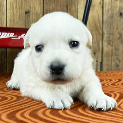 Adopt a dog:Jeffey/Labrador Retriever/Male/4 weeks,Why hello everyone! My name is Jeffey, and it is so nice to meet you! I'm a little cutie that loves my people. I am quite the character. I do know that my cute little antics will win you over every time. I know how to make anyone smile. I love to play and bring my pillow into my bed at night. I can't wait to find a new forever family. Would you like to spend your days and night with me? I will be right there to bring you love and fill your heart with joy. I know what works when it comes to making your heart melt. I will look at you and then when you are not looking, I will jump up on your lap and give kisses. What I am looking for with my new family is lots of love and affection. You won't be disappointed, and I can't wait to see you and start our lives together. By the way, I've already started packing my bags!