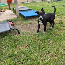 Adopt a dog:Lorelei/Australian Cattle Dog/Female/3 Months,Lorelei is an affectionate 3-month-old black and white cattle dog mix with a heart full of loyalty and an adventurous spirit. As she grows, she will develop into a strong, energetic dog, and she’ll need a family ready to provide consistent training, plenty of exercise, and lots of love. Eager to please, Lorelei will thrive in an environment where she receives patient guidance and positive reinforcement. With the right socialization and training, she will become a respectful, well-behaved dog and a devoted companion. This active pup will need ample exercise to burn off her energy, so long walks, outdoor play, and a secure yard with tall fences for exploration are essential. Lorelei loves toys and enjoys activities that challenge her mind, keeping her engaged and happy. As she matures, it will be important to provide her with both mental stimulation and physical activity to ensure she grows into a well-rounded, happy dog. Requirements: Lorelei is a bundle of joy and energy, and with the right family, she will grow into a loving, devoted dog, ready to share her life with you.
