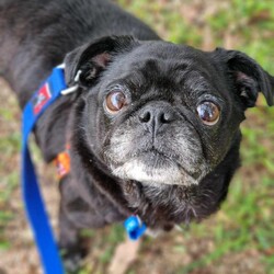 Adopt a dog:Lois Lane/Pug / Jack Russell Terrier (Smooth)/Female/9 Years 8 Months,Hello there, I'm Lois Lane. Yes, like the reporter, but I'm a pug, not a journalist. At 9 years and 5 months old, I may not be a puppy anymore, but I've got plenty of love to give. I'm looking for a forever home with someone who works average hours and can provide me with a calm and comforting environment. I'm a lady of leisure, so a senior or mild lifestyle would suit me best. You don't need to worry about any wild chases around the park or late-night mischief, I prefer to relax and enjoy the comfort of a soft bed. I do need some minimal training but nothing too strenuous, I promise! When it comes to my doggy friends, I am not always a fan and generally don't like to share my things so I would need to be the only dog in the home. So, a home without off-leash dog parks would be ideal. The most important thing for me is that my new family has knowledge or experience with my breed. I'm a pug, and while we're known for our charm and friendliness, we do have some specific care requirements. Requirements – I'm hoping to find a home where I can spend my golden years, offering endless loyalty and love. So, how about it? Are you my new best friend? If you think you are the perfect match for me head to the Hunter Shelter and the staff can help us meet. I can't wait to see you.