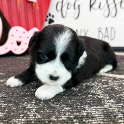 Adopt a dog:Caramel/Havanese/Female/4 weeks,Hi, my name is Caramel. I am so excited I love to be around people, and you will enjoy being with me! I’m looking forward to meeting my new forever family. Could that be with you? I sure hope so. I am a gorgeous puppy with a personality to match. I am also up to date on my vaccinations and vet checked from head to tail, so when you see me, I will be as healthy as can be. What are you waiting for? I know I will be the best friend you have dreamed of.