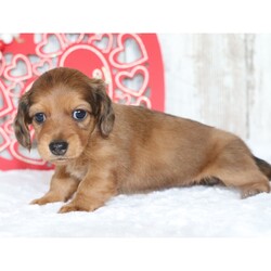 Adopt a dog:Flo/Dachshund/Female/6 weeks,Are you looking for the best puppy ever? Well, you found me! My name is Flo and I am the best! How do I know? Well, just look at me. Aren't I adorable? Also, I come up to date on my vaccinations and vet checked from head to tail, so not only am I cute, but healthy too! I promise to be on my best behavior when I'm with my new family. I'm just a bundle of joy to have around. So, hurry and pick me to show off what an excellent puppy you have!