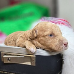 Adopt a dog:Beauty/Poodle/Female/3 weeks,Greetings! I am looking for my fur-ever home. As you can tell by my photos, I'm an adorable baby that specializes in snuggle time. My current home is very nice, but I know the real fun will start once I arrive home to you. The sooner I get to you the better. I will be vet checked, up to date on my vaccinations very pre spoiled. Don't let a puppy like me get away.