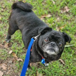 Adopt a dog:Lois Lane/Pug / Jack Russell Terrier (Smooth)/Female/9 Years 8 Months,Hello there, I'm Lois Lane. Yes, like the reporter, but I'm a pug, not a journalist. At 9 years and 5 months old, I may not be a puppy anymore, but I've got plenty of love to give. I'm looking for a forever home with someone who works average hours and can provide me with a calm and comforting environment. I'm a lady of leisure, so a senior or mild lifestyle would suit me best. You don't need to worry about any wild chases around the park or late-night mischief, I prefer to relax and enjoy the comfort of a soft bed. I do need some minimal training but nothing too strenuous, I promise! When it comes to my doggy friends, I am not always a fan and generally don't like to share my things so I would need to be the only dog in the home. So, a home without off-leash dog parks would be ideal. The most important thing for me is that my new family has knowledge or experience with my breed. I'm a pug, and while we're known for our charm and friendliness, we do have some specific care requirements. Requirements – I'm hoping to find a home where I can spend my golden years, offering endless loyalty and love. So, how about it? Are you my new best friend? If you think you are the perfect match for me head to the Hunter Shelter and the staff can help us meet. I can't wait to see you.