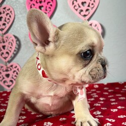 Adopt a dog:Hailey/French Bulldog/Female/7 weeks,Cute? Check! Happy? Double Check! Healthy? Triple Check! I got all of the boxes you want checked off covered, and then some! I have it all and am more than ready to be a part of your family. Are puppy kisses on your wish list? I will get the job done. I am full of love for one lucky family. What more could you ask for? Whether playing with the kids or lounging on the couch with you, I will surely make your family complete.