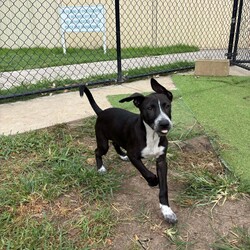Adopt a dog:Lorelei/Australian Cattle Dog/Female/3 Months,Lorelei is an affectionate 3-month-old black and white cattle dog mix with a heart full of loyalty and an adventurous spirit. As she grows, she will develop into a strong, energetic dog, and she’ll need a family ready to provide consistent training, plenty of exercise, and lots of love. Eager to please, Lorelei will thrive in an environment where she receives patient guidance and positive reinforcement. With the right socialization and training, she will become a respectful, well-behaved dog and a devoted companion. This active pup will need ample exercise to burn off her energy, so long walks, outdoor play, and a secure yard with tall fences for exploration are essential. Lorelei loves toys and enjoys activities that challenge her mind, keeping her engaged and happy. As she matures, it will be important to provide her with both mental stimulation and physical activity to ensure she grows into a well-rounded, happy dog. Requirements: Lorelei is a bundle of joy and energy, and with the right family, she will grow into a loving, devoted dog, ready to share her life with you.