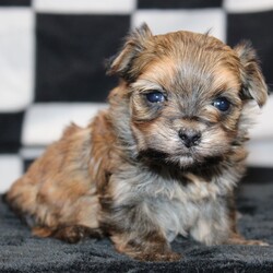 Adopt a dog:Journey/Morkie/Male/4 weeks,Hi, my name is Journey. I am so excited I love to be around people, and you will enjoy being with me! I’m looking forward to meeting my new forever family. Could that be with you? I sure hope so. I am a gorgeous puppy with a personality to match. I am also up to date on my vaccinations and vet checked from head to tail, so when you see me, I will be as healthy as can be. What are you waiting for? I know I will be the best friend you have dreamed of.