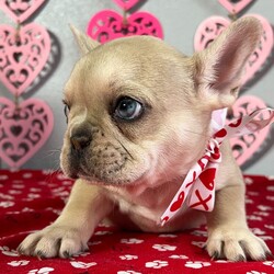 Adopt a dog:Hailey/French Bulldog/Female/7 weeks,Cute? Check! Happy? Double Check! Healthy? Triple Check! I got all of the boxes you want checked off covered, and then some! I have it all and am more than ready to be a part of your family. Are puppy kisses on your wish list? I will get the job done. I am full of love for one lucky family. What more could you ask for? Whether playing with the kids or lounging on the couch with you, I will surely make your family complete.