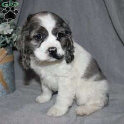 Lucy/Cocker Spaniel									Puppy/Female														/9 Weeks,Here comes the most adorable ACA Cocker Spaniel puppy! This charming little pooch is up to date on shots and dewormer and vet checked! The mother Lily is a sweet and affectionate girl and the father Buster is a handsome Cocker Spaniel. The breeder has ensured that this puppy is well socialized with adults and childre. To learn more about this beautiful pup contact Barbie & Elmer today! 