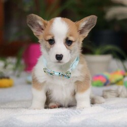 Hendricks/Pembroke Welsh Corgi									Puppy/Male																/9 Weeks,Meet Hendrick! An adorable Corgi who will steal your heart! With his fluffy coat, perky ears, and bright, expressive eyes, he’s the definition of charm. His personality is the perfect mix of playful and affectionate—he loves romping around on little adventures just as much as he enjoys snuggling up for belly rubs. True to the Corgi breed, he’s intelligent, loyal, and full of character. Despite his short stature, Hendrick has a big personality and a confident demeanor that always makes him the center of attention. He’s the perfect blend of fun and affection, making him an irresistible companion for the lucky family who welcomes him home.