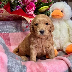 DNA tested medium goldendoodles puppy’s /Goldendoodle/4 male / 4 female/4 weeks, 5 days,Pepsi has had a gorgeous litter of medium size goldendoodles puppies we have some dark like dad Wallace or some are light golden like mum Pepsi is hip and elbow scored and dna tested for Ichthyosis Type A
Progressive Retinal Atrophy - GR1
Progressive Retinal Atrophy - GR2
Muscular Dystrophy - Golden Retriever type
Neuronal Ceroid Lipofuscinosis 5
Progressive Retinal Atrophy - PRCD
Sensory Ataxic Neuropathy (SAN) she clear of all dad is Wallace the dad is also hip and elbow scored and fully dna tested clear of Progressive Retinal Atrophy (PRA-PRCD)
Von Willebrand Disease 1 (VWD1)
Degenerative Myelopathy (DM)
Gangliosidosis Type 2 (GM2)
Neonatal Encephalopathy with Seizures (NEWS)
Osteochondrodysplasia (OCD) so the puppies are fully clear the puppies are part of family life in a busy house with children other dogs and when puppies are 8 weeks will go for 1st vaccine microchip full vet check each puppy have own vet report you will get a pack to inc mum and dad pedigree copies of mum and dad dna test information sheet inc worming feeding taken care of your new puppy lacy law paperwork the full vet check of your gift card to get money off royal canin puppy food a fantastic puppy pack to in bed toys puppy pad harness lead collar shampoo 2kg of food royal canin medium puppy food wet food blanket book on goldendoodles bowls brush set jacket etc 4 weeks insurance with petplan puppy sale contract when you picked your puppy weekly pics and if you like to come to see your puppy more then once that’s fine or WhatsApp call so you can see your puppy weekly we are council licensed breeders and we accept pets4homes safe deposit scheme please contact for more information