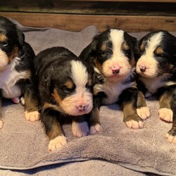Bernese Mountain dogs /Bernese Mountain Dog/4 male / 2 female/2 weeks, 4 days,Six beautiful Bernese Mountain 

We have  six Bernese puppies each looking for their forever home.

These are all very big and strong with beautiful markings to match 

They are 2 weeks and 4 days old, we will keep them until they are 8weeks old and ready for their new homes.

The rehoming of our puppies is very important to us and it is crucial that we find the right home for each pup so we will have to ask questions for suitability purposes. 

These little guys are so fluffy and cute, whichever family gets one will be very lucky. 

All puppies will be IKC registered, microchipped, wormed and vaccinated up to date before they leave us.

Mum and Dad are much loved family pets and can be seen anytime.

We will help with delivering if needed


Please contact us if you have any questions 
 

Add will be updated weekly 

Check out king Harley Bernese Facebook page