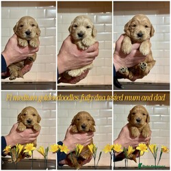 DNA tested medium goldendoodles puppy’s /Goldendoodle/4 male / 4 female/4 weeks, 5 days,Pepsi has had a gorgeous litter of medium size goldendoodles puppies we have some dark like dad Wallace or some are light golden like mum Pepsi is hip and elbow scored and dna tested for Ichthyosis Type A
Progressive Retinal Atrophy - GR1
Progressive Retinal Atrophy - GR2
Muscular Dystrophy - Golden Retriever type
Neuronal Ceroid Lipofuscinosis 5
Progressive Retinal Atrophy - PRCD
Sensory Ataxic Neuropathy (SAN) she clear of all dad is Wallace the dad is also hip and elbow scored and fully dna tested clear of Progressive Retinal Atrophy (PRA-PRCD)
Von Willebrand Disease 1 (VWD1)
Degenerative Myelopathy (DM)
Gangliosidosis Type 2 (GM2)
Neonatal Encephalopathy with Seizures (NEWS)
Osteochondrodysplasia (OCD) so the puppies are fully clear the puppies are part of family life in a busy house with children other dogs and when puppies are 8 weeks will go for 1st vaccine microchip full vet check each puppy have own vet report you will get a pack to inc mum and dad pedigree copies of mum and dad dna test information sheet inc worming feeding taken care of your new puppy lacy law paperwork the full vet check of your gift card to get money off royal canin puppy food a fantastic puppy pack to in bed toys puppy pad harness lead collar shampoo 2kg of food royal canin medium puppy food wet food blanket book on goldendoodles bowls brush set jacket etc 4 weeks insurance with petplan puppy sale contract when you picked your puppy weekly pics and if you like to come to see your puppy more then once that’s fine or WhatsApp call so you can see your puppy weekly we are council licensed breeders and we accept pets4homes safe deposit scheme please contact for more information