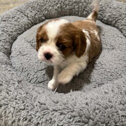 Cavalier King Charles spaniel puppy’s /Cavalier King Charles Spaniel/1 male / 2 female/6 weeks, 4 days,Our beautiful girl Gracie has given birth to 3 stunning puppy’s
Mum is our beloved family pet who we have had since 8 week old, she has been a fantastic mum we are so proud of her, mum is clear of:
 Dry Eye Curly Coat Syndrome
 Episodic Falling
 Muscular Dystrophy
 Congenital Macrothrombocytopaenia
 Degenerative Myelopathy

Dad is a Tri stud he is a very sweet boy with a great temperament clear of;
 Dry Eye Curly Coat Syndrome
 Episodic Falling
 Congenital Macrothrombocytopaenia
 Degenerative Myelopathy
 progressive retinal atrophy 
  

Each pup will leave with: 
 Microchip paper work
 vet check
 Vaccination card
 up to date worm and flea treatment 
 Food 
 Blanket with mums smell on to help settle them

Puppies will be ready to leave from the 3rd of March 
Blenheim Girl (available)
Tri Girl (reserved)
Tri Boy (reserved) 

£200 non-refundable deposit will reserve puppy, Pictures, videos and FaceTime can be provided anytime
