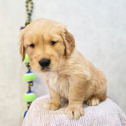 Adopt a dog:Harrison/Golden Retriever/Male/5 weeks,Hi, my name is Harrison. I am so excited I love to be around people, and you will enjoy being with me! I’m looking forward to meeting my new forever family. Could that be with you? I sure hope so. I am a gorgeous puppy with a personality to match. I am also up to date on my vaccinations and vet checked from head to tail, so when you see me, I will be as healthy as can be. What are you waiting for? I know I will be the best friend you have dreamed of.