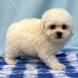 Adopt a dog:Teddy/Bichon Frise/Male/7 weeks,Hi, I'm Teddy! I’m full of life and personality and love being the center of attention. I'm a little charmer and I love to cuddle and also loves puppy kisses. I will be a loyal companion and best friend. I will come home up to date on my puppy vaccinations and will come home with a veterinarian health certificate. Can’t wait to make wonderful memories together!