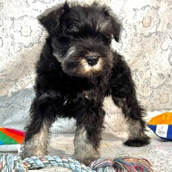 Adopt a dog:Hero/Miniature Schnauzer/Male/10 weeks,I'm Hero! It's very nice to meet you. Are you looking for a lifelong companion? Look no further. I am here and just perfect for you. Trust me! I am very loyal, and I can make you smile with just the way I wag my tail. I have a wonderful disposition. Oh! Did I mention that I'm as healthy as can be? Oh, silly me! I'm up to date on my vaccinations and vet checked from head to tail. I bet you are excited now, aren't you? Well, choose me today!