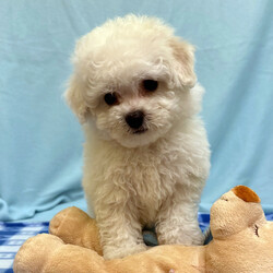 Adopt a dog:Teddy/Bichon Frise/Male/7 weeks,Hi, I'm Teddy! I’m full of life and personality and love being the center of attention. I'm a little charmer and I love to cuddle and also loves puppy kisses. I will be a loyal companion and best friend. I will come home up to date on my puppy vaccinations and will come home with a veterinarian health certificate. Can’t wait to make wonderful memories together!