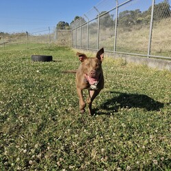 Cardinal/Staffordshire Bull Terrier / Australian Kelpie/Male/1 Year 10 Months,Hi, I'm Cardinal, a handsome Staffy cross looking for my forever home! I'm a calm, affectionate dog who thrives in a quiet household where I can feel safe and secure. I need an experienced owner who understands my needs and is patient as I settle in. A calm and structured environment is best for me, so a household without children under 12 is ideal. I’d love to have secure fencing in my new home so I can safely roam and explore. I’m perfectly happy with both indoor and outdoor access as long as I’m part of the family activities. I do better as the only pet in the house, so I can get all the attention and love I deserve. It’s really important that I meet everyone in the household to make sure we’re a good match. If you’re looking for a loyal and loving companion who’ll bring joy to your life, I might just be the perfect fit. I am currently at a rehabilitation adoption centre where walk-in adoptions aren't available.  If you are interested in giving this wonderful pet a home, please CLICK HERE to visit our website and complete an expression of interest. Household restrictions: 
