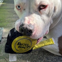 Lolly/American Bulldog / American Staffordshire Terrier/Female/3 Years 6 Months,Hi there! I’m Lolly, a sweet and spirited gal looking for the next chapter in life, will it be with you? I’m on the lookout for my new best friend. Someone to take me on sniffy walks, do treat training with me and find a sunny spot to laze in! I'm still learning to walk nicely on lead, so I need someone who’s ready to work with me on loose-leash walking using treat based training. I'm smart as well as pretty and I love learning! Especially when my favourite treats are on offer. Sometimes, I feel a little concerned when I’m left alone, but with a bit of patience and support, I know I can find my calm I just need someone to help me feel nice and safe in my new home environment. I absolutely love meeting new dog friends and have a typical Staffy play style. I'd best suited with a calm social dog that enjoys playing with other doggies my size! Because of my size and excitement levels, I’d do best in a home with dog savvy children who are comfortable around larger dogs. When I get excited, I can jump up, but it’s all in good fun – I just can’t contain my enthusiasm! 