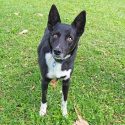 Preston/Border Collie / Australian Kelpie/Male/5 Years 5 Months,Hello there, I'm Preston, a 5-year-old male Australian Kelpie with a heart full of love! I'm in search of a special human companion who can provide the home environment that suits me best. That includes someone who will be home most (if not all) of the time. I'm a mild-mannered guy, perfect for seniors or those leading a quiet lifestyle. I've got a bit of a stubborn streak, so I'll need an experienced owner who knows my breed and can handle my funny quirks. I have some lovely basic skills and I'm very gentle around people, I enjoy meeting strangers and getting some nice pats. I have office time each day while I live at the shelter, I sleep and relax, interact with the staff, I'm a perfect companion for someone that works from home! I'm a bit of a loner and like my space, so a single dog household where I can get all the love and attention would be ideal for me. I love exploring and sniffing around, so a secure outdoor space would be a dream come true! If you have the knowledge, experience, and a secure backyard, you might be my perfect match! Can't wait to meet you and start our life together. Requirements: 