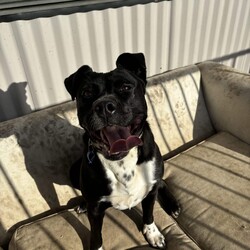 Boots/American Staffordshire Terrier/Female/2 Years 11 Months,Hi I’m Boots, and I’m soooo excited to meet my new family!  I am currently living with my awesome 