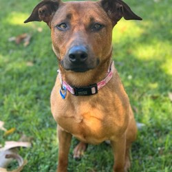 Remi/Rhodesian Ridgeback / Staffordshire Bull Terrier/Female/3 Years 1 Month,Hey there, I’m Remi! I’m a 2-year-old Ridgeback mix, and while I might seem a little shy at first, once I trust you, I’m all about the snuggles and good vibes. I’ve got some pretty eyes, if I do say so myself, and a gentle soul that just wants to find the right person to share it with. I’m looking for a calm, quiet home with no other pets—just me and you, please. I’m not a fan of chaos or competition for attention. No kids under 12 either; they can be a bit much for me. I like my space, but once I’m comfortable, I’ll be loyal to you like nobody else. What do I need from you? Patience, understanding, and a cozy couch to curl up on (and maybe a treat or two). And a secure backyard is a must! I like to run around when I’m feeling good, but I’m not trying to be the Houdini of the dog world. A nice, fenced-in yard will do just fine. My soul is a precious one, and I’m looking for a forever human who will cherish me for who I am: a little bit nervous, a little bit sassy, and all-around lovable. If you're looking for a loyal, sweet companion who’ll make your heart melt, then I just might be the girl for you. If you are interested in giving this wonderful pet a home, please CLICK HERE to visit our website and complete an expression of interest. 
