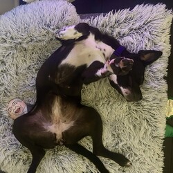 Boots/American Staffordshire Terrier/Female/2 Years 11 Months,Hi I’m Boots, and I’m soooo excited to meet my new family!  I am currently living with my awesome 