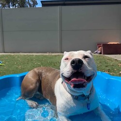 Lolly/American Bulldog / American Staffordshire Terrier/Female/3 Years 6 Months,Hi there! I’m Lolly, a sweet and spirited gal looking for the next chapter in life, will it be with you? I’m on the lookout for my new best friend. Someone to take me on sniffy walks, do treat training with me and find a sunny spot to laze in! I'm still learning to walk nicely on lead, so I need someone who’s ready to work with me on loose-leash walking using treat based training. I'm smart as well as pretty and I love learning! Especially when my favourite treats are on offer. Sometimes, I feel a little concerned when I’m left alone, but with a bit of patience and support, I know I can find my calm I just need someone to help me feel nice and safe in my new home environment. I absolutely love meeting new dog friends and have a typical Staffy play style. I'd best suited with a calm social dog that enjoys playing with other doggies my size! Because of my size and excitement levels, I’d do best in a home with dog savvy children who are comfortable around larger dogs. When I get excited, I can jump up, but it’s all in good fun – I just can’t contain my enthusiasm! 